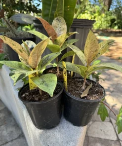Rubber Tree Live Plant - Ficus elastica - Easy Care Indoor Houseplant - Image 3