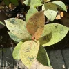 Rubber Tree Live Plant - Ficus elastica Indoor Houseplant - Easy Care - Image 1