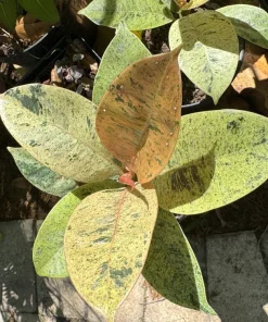 Rubber Tree Live Plant - Ficus elastica Indoor Houseplant - Easy Care - Image 1