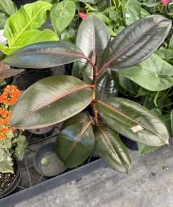 Rubber Tree Live Plant - Ficus elastica Indoor Houseplant in Pot - Image 2