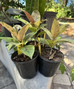 Rubber Tree Live Plant - Ficus elastica Indoor Houseplant - Easy Care - Image 3