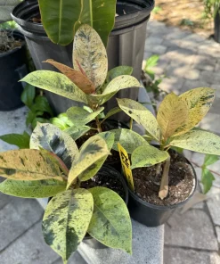 Rubber Tree Live Plant - Ficus elastica Indoor Houseplant - Easy Care - Image 4