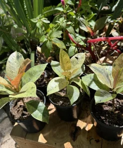 Rubber Tree Live Plant - Ficus elastica Indoor Houseplant - Easy Care - Image 6