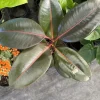 Rubber Tree Live Plant - Ficus elastica Indoor Houseplant in Pot - Image 1