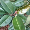 Rubber Tree Live Plant (Ficus elastica) - Medium Potted Indoor Houseplant - Image 1