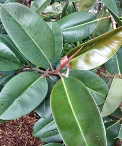 Rubber Tree Live Plant (Ficus elastica) - Medium Potted Indoor Houseplant - Image 1