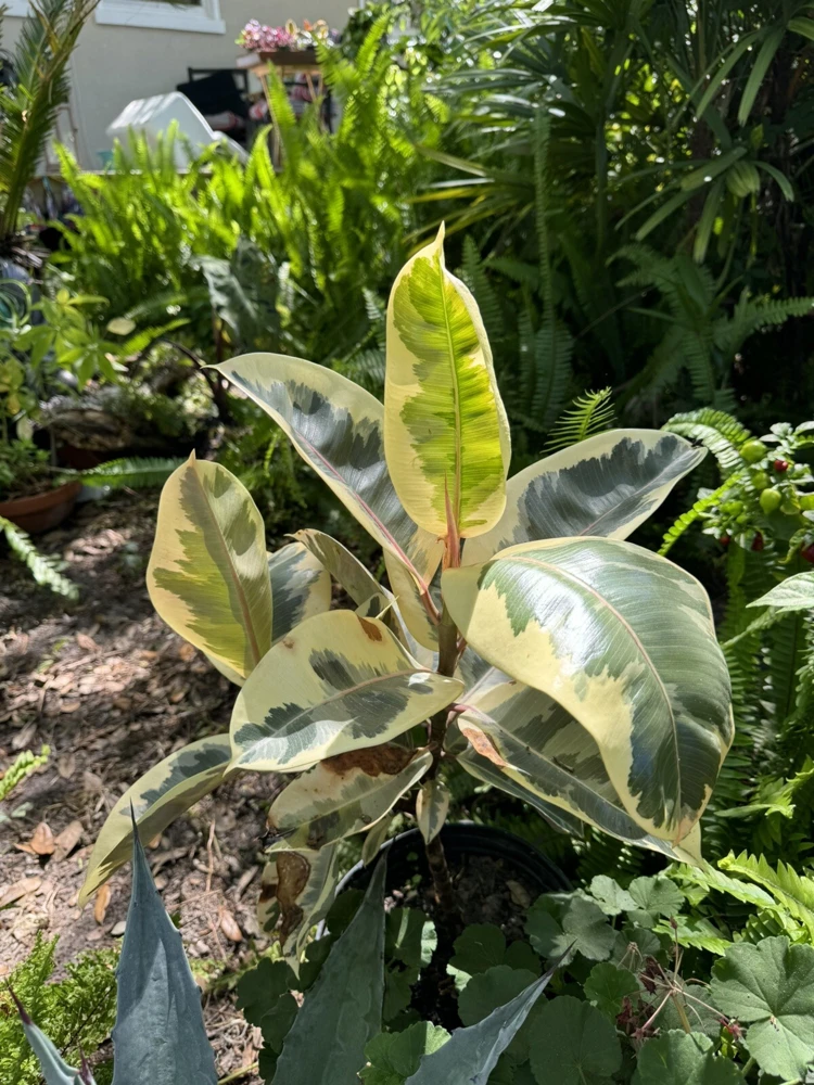 Rubber Variegated Plant – Ficus Elastica Tineke Live Houseplant – Indoor Decor - Image 2