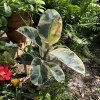 Rubber Variegated Plant – Ficus Elastica Tineke Live Houseplant – Indoor Decor - Image 1