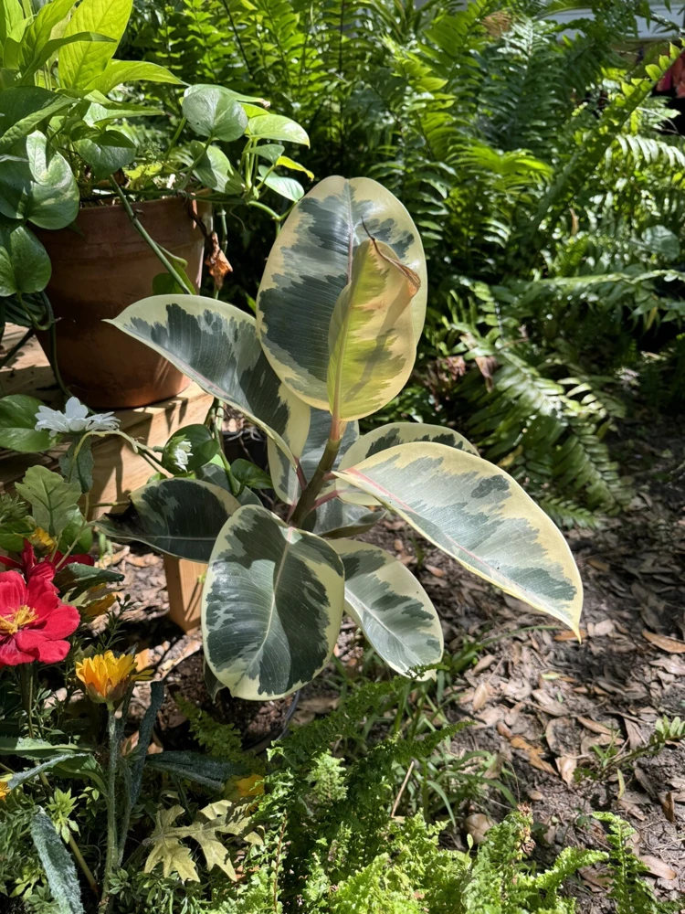 Rubber Variegated Plant – Ficus Elastica Tineke Live Houseplant – Indoor Decor - Image 1