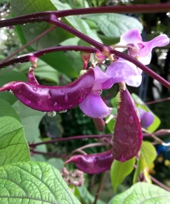 Ruby Moon Hyacinth Bean Seeds - 20 Seeds, Violet Pods, Fragrant Purple Blooms, Outdoor Vine - Image 2