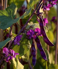 Ruby Moon Hyacinth Bean Seeds - 20 Seeds, Violet Pods, Fragrant Purple Blooms, Outdoor Vine - Image 3