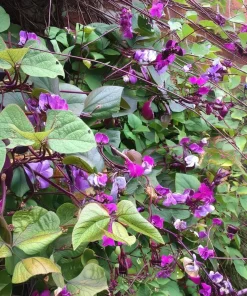 Ruby Moon Hyacinth Bean Seeds - 20 Seeds, Violet Pods, Fragrant Purple Blooms, Outdoor Vine - Image 4