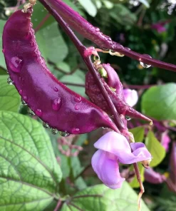 Ruby Moon Hyacinth Bean Seeds - 20 Seeds, Violet Pods, Fragrant Purple Blooms, Outdoor Vine - Image 1