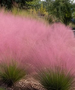 Ruby Muhly Grass Live Plant 4-6 Inch Tall – Ornamental Perennial Grass - Image 2
