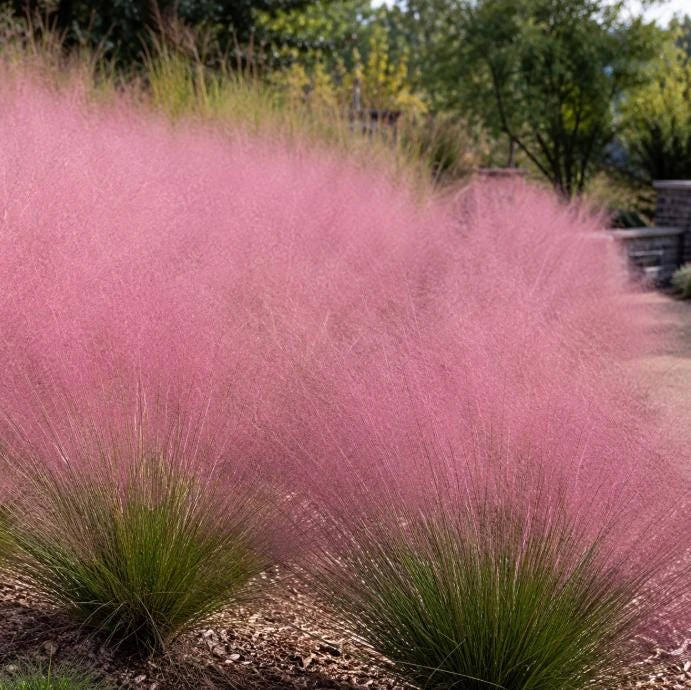 Ruby Muhly Grass Live Plant 4-6 Inch Tall – Ornamental Perennial Grass - Image 2