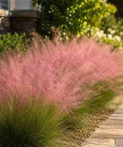 Ruby Muhly Grass Live Plant 4-6 Inch Tall – Ornamental Perennial Grass - Image 3