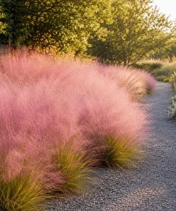 Ruby Muhly Grass Live Plant 4-6 Inch Tall – Ornamental Perennial Grass - Image 4