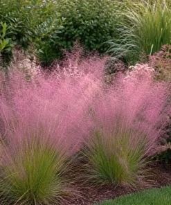 Ruby Muhly Grass Live Plant 4-6 Inch Tall – Ornamental Perennial Grass - Image 5