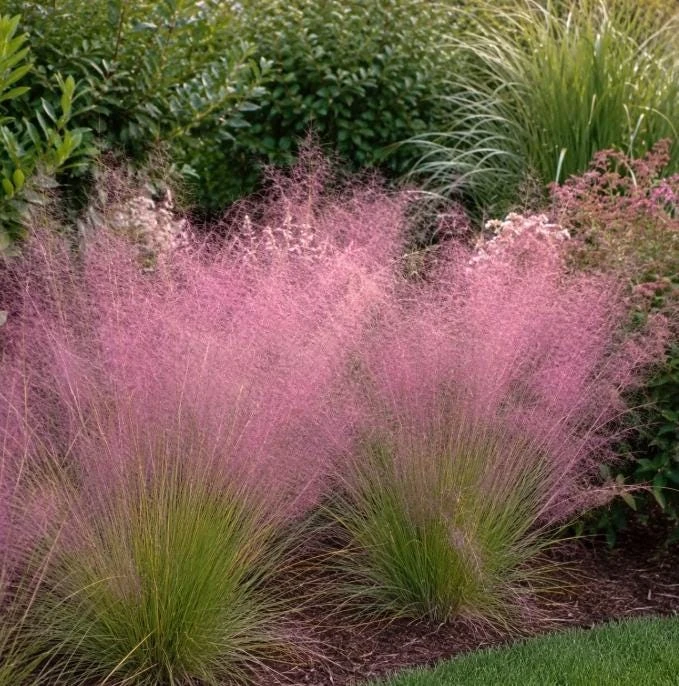 Ruby Muhly Grass Live Plant 4-6 Inch Tall – Ornamental Perennial Grass - Image 5