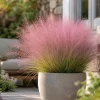 Ruby Muhly Grass Live Plant 4-6 Inch Tall – Ornamental Perennial Grass - Image 1