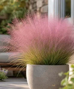 Ruby Muhly Grass Live Plant 4-6 Inch Tall – Ornamental Perennial Grass - Image 1