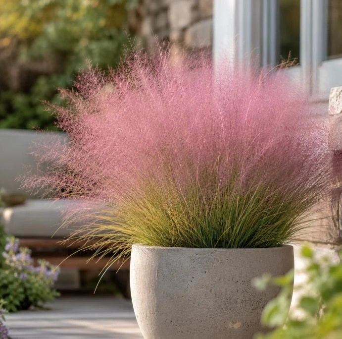 Ruby Muhly Grass Live Plant 4-6 Inch Tall – Ornamental Perennial Grass - Image 1