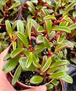 Ruby Peperomia Live Plant - Peperomia Graveolens Red Houseplant in 4" Pot - Image 2