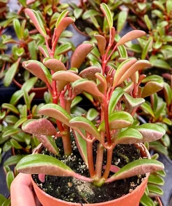 Ruby Peperomia Live Plant - Peperomia Graveolens Red Houseplant in 4
