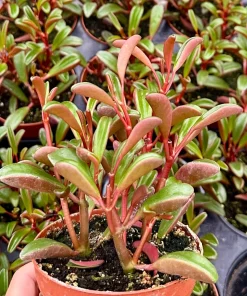 Ruby Peperomia Live Plant - Peperomia Graveolens Red Houseplant in 4