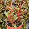 Ruby Peperomia Live Plant - Peperomia Graveolens Red Houseplant in 4" Pot - Image 1