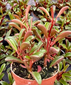 Ruby Peperomia Live Plant - Peperomia Graveolens Red Houseplant in 4" Pot - Image 1