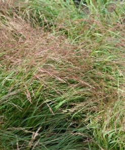 Ruby Silk Lovegrass Seeds - Ornamental Eragrostis Tef - 100 Seeds - Image 3