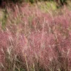 Ruby Silk Lovegrass Seeds - Ornamental Eragrostis Tef - 100 Seeds - Image 1