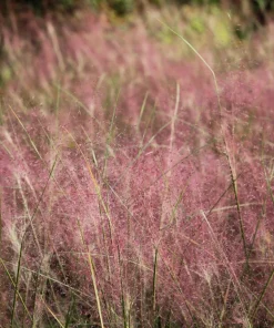 Ruby Silk Lovegrass Seeds - Ornamental Eragrostis Tef - 100 Seeds - Image 1