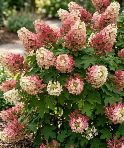 Ruby Slipper Oakleaf Hydrangea Live Plant – Color Changing Blooms – 6-12