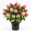Ruby Slipper Oakleaf Hydrangea Live Plant – Color Changing Blooms – 6-12" Tall – 4" Pot - Image 1