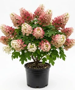 Ruby Slipper Oakleaf Hydrangea Live Plant – Color Changing Blooms – 6-12" Tall – 4" Pot - Image 1