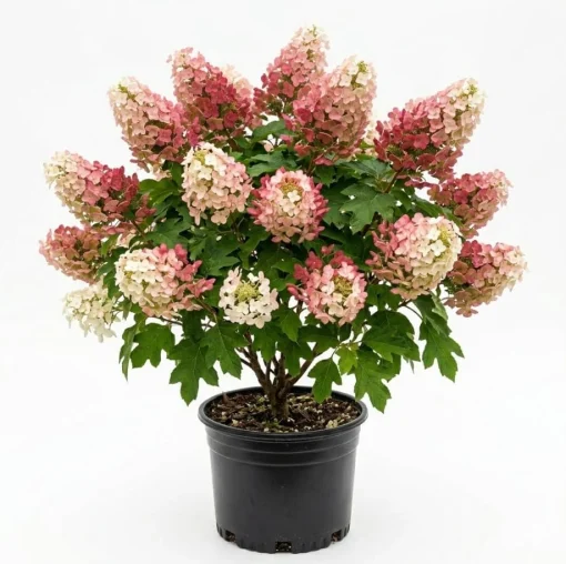 Ruby Slipper Oakleaf Hydrangea Live Plant – Color Changing Blooms – 6-12" Tall – 4" Pot - Image 1
