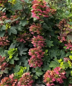 Ruby Slippers Oakleaf Hydrangea Live Plant Red Flowers Shrub, 6-12" Tall 4" Pot - Image 2