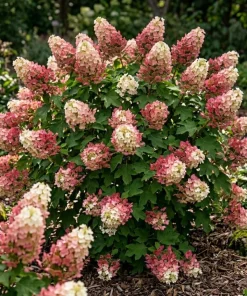 Ruby Slippers Oakleaf Hydrangea Live Plant Red Flowers Shrub, 6-12