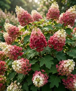 Ruby Slippers Oakleaf Hydrangea Live Plant Red Flowers Shrub, 6-12