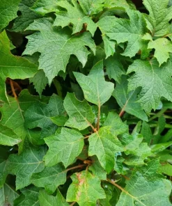 Ruby Slippers Oakleaf Hydrangea Live Plant Red Flowers Shrub, 6-12
