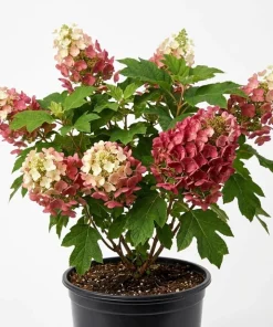 Ruby Slippers Oakleaf Hydrangea Live Plant Red Flowers Shrub, 6-12