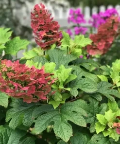 Ruby Slippers Oakleaf Hydrangea Live Plant Red Flowers Shrub, 6-12