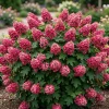 Ruby Slippers Oakleaf Hydrangea Live Plant Red Flowers Shrub, 6-12" Tall 4" Pot - Image 1