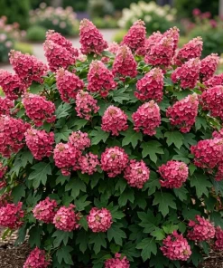 Ruby Slippers Oakleaf Hydrangea Live Plant Red Flowers Shrub, 6-12" Tall 4" Pot - Image 1