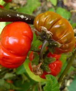 Ruffled Red Eggplant Seeds – 25 Ornamental & Edible Pumpkin on a Stick Seeds - Image 2