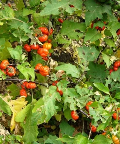 Ruffled Red Eggplant Seeds – 25 Ornamental & Edible Pumpkin on a Stick Seeds - Image 3