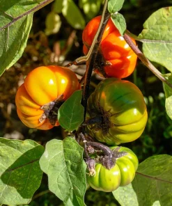 Ruffled Red Eggplant Seeds – 25 Ornamental & Edible Pumpkin on a Stick Seeds - Image 4
