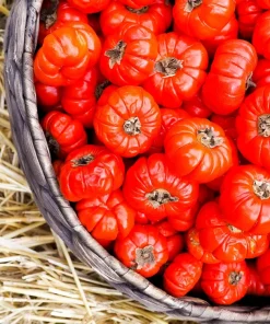 Ruffled Red Eggplant Seeds – 25 Ornamental & Edible Pumpkin on a Stick Seeds - Image 5